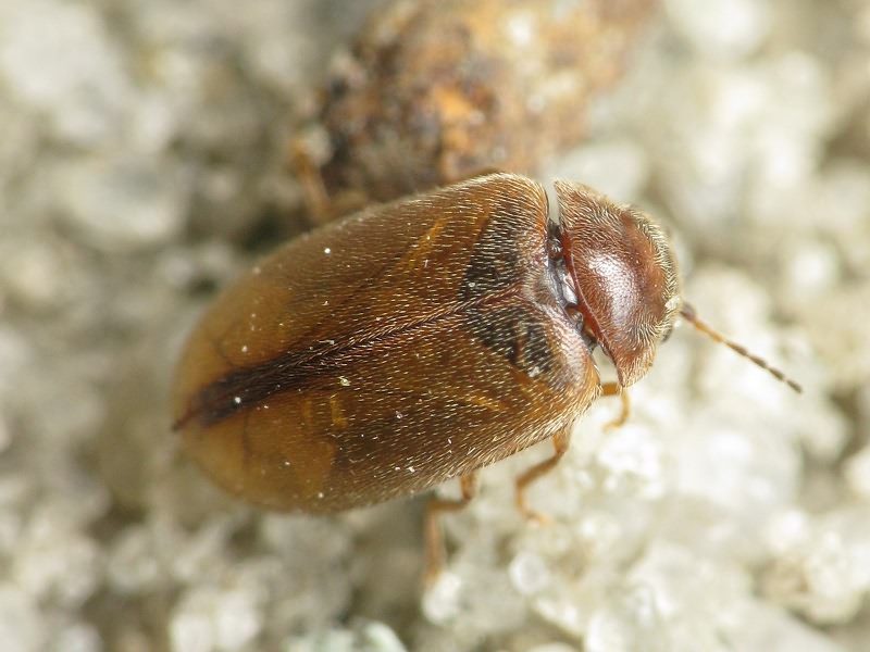 Cyphon Paykull, 1799